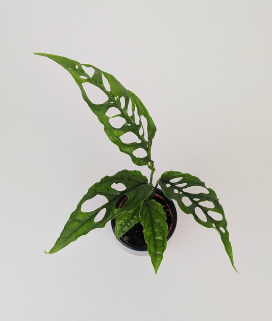 Monstera Obliqua Peru House Plant 7cm Pot