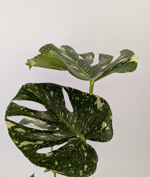 Monstera Thai Constellation Cheese Plant Variegated 12cm Pot House Plant