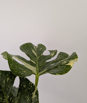 Monstera Thai Constellation Cheese Plant Variegated 12cm Pot House Plant