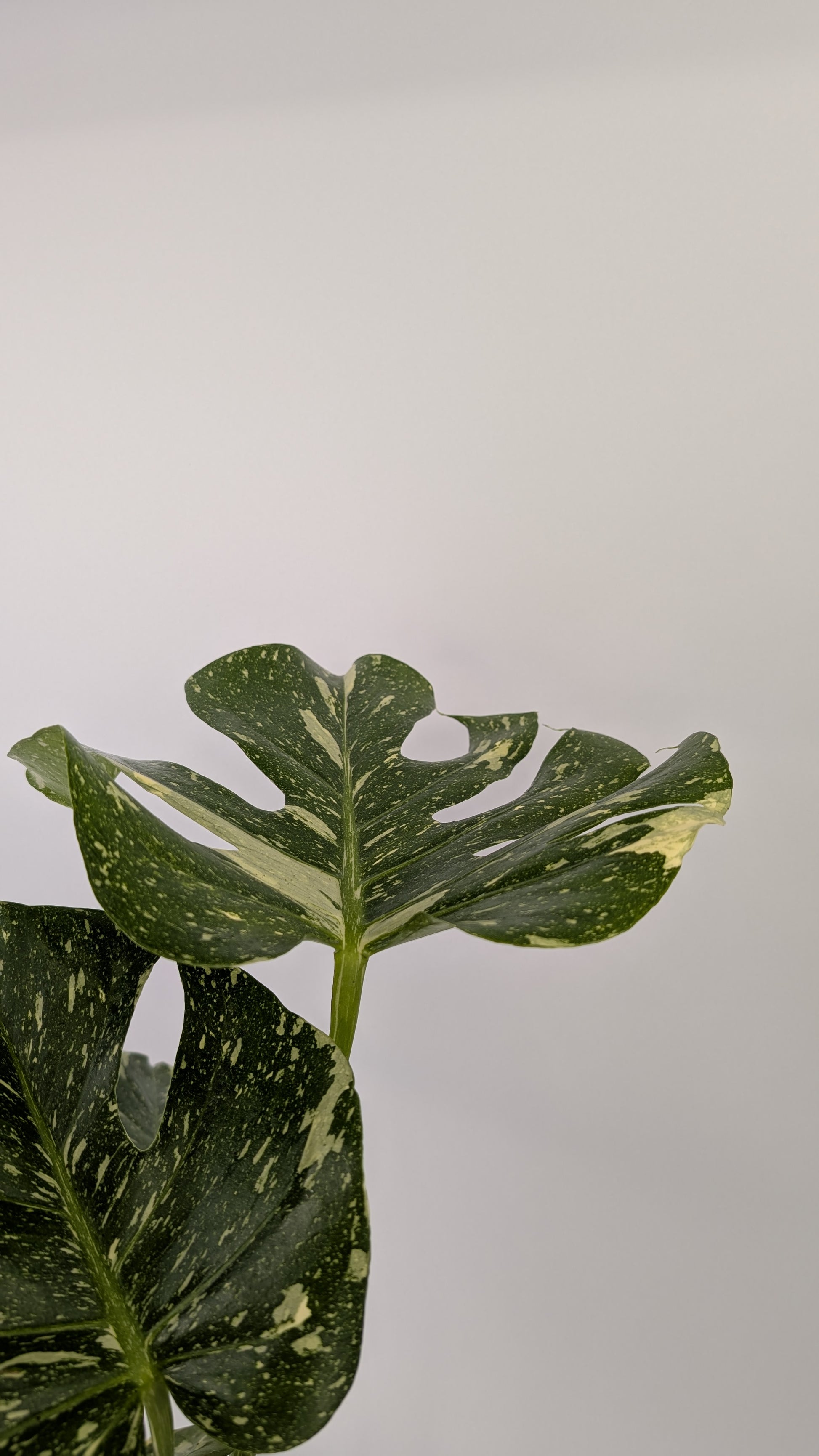 Monstera Thai Constellation Cheese Plant Variegated 12cm Pot House Plant