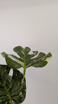 Monstera Thai Constellation Cheese Plant Variegated 12cm Pot House Plant