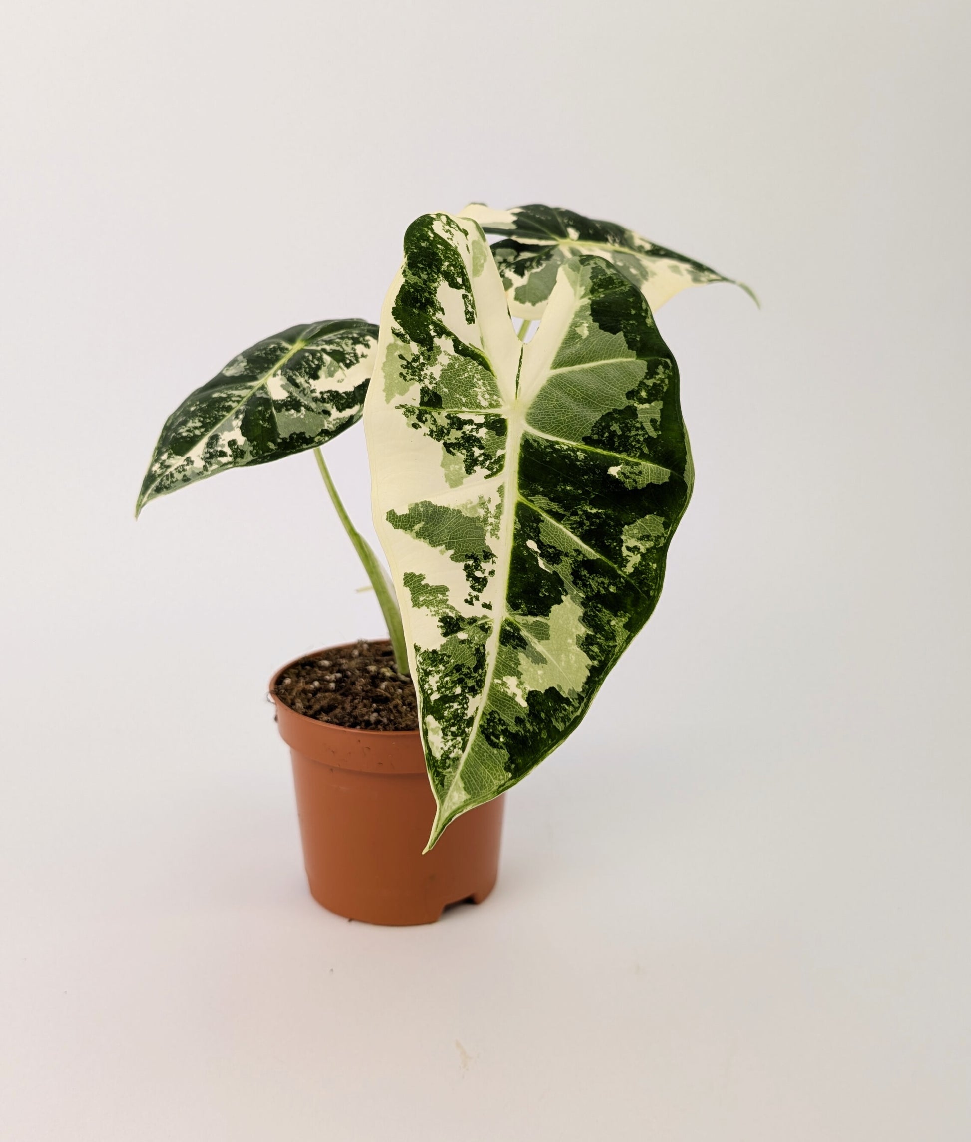 Variegated Alocasia Frydek Elephant Ear Albo Variegata 9cm Pot