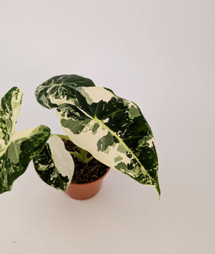 Variegated Alocasia Frydek Elephant Ear Albo Variegata 9cm Pot