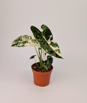 Variegated Alocasia Frydek Elephant Ear Albo Variegata 9cm Pot