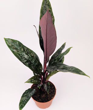 25cm Apoballis Acuminatissima Red Sword House Plant 12cm Pot