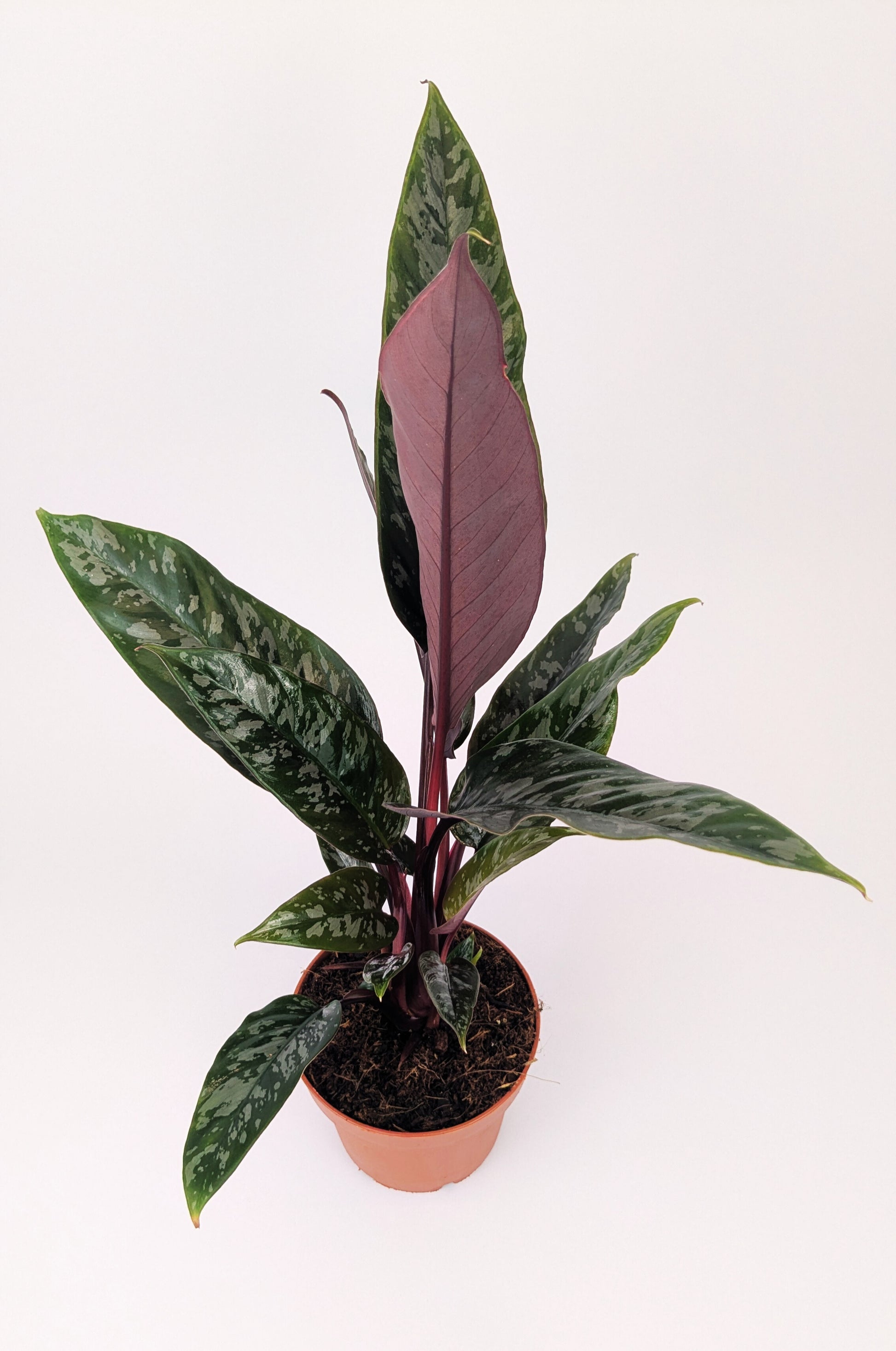 25cm Apoballis Acuminatissima Red Sword House Plant 12cm Pot
