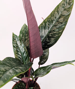 25cm Apoballis Acuminatissima Red Sword House Plant 12cm Pot