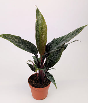 25cm Apoballis Acuminatissima Red Sword House Plant 12cm Pot