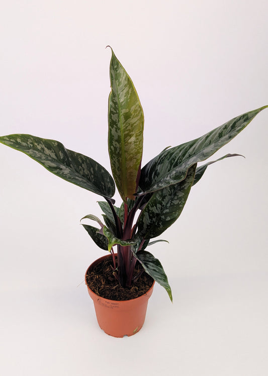 25cm Apoballis Acuminatissima Red Sword House Plant 12cm Pot