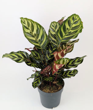 Calathea Makoyana Prayer Plant 12cm Pot Houseplant