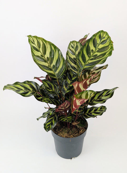 Calathea Makoyana Prayer Plant 12cm Pot Houseplant