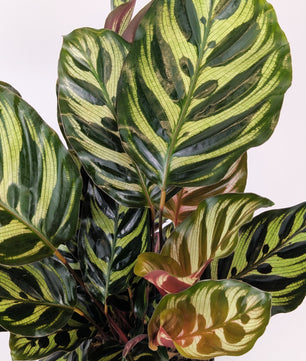 Calathea Makoyana Prayer Plant 12cm Pot Houseplant
