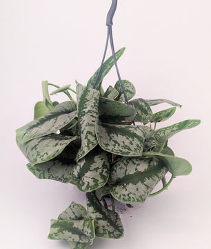 Epipremnum Scindapsus 