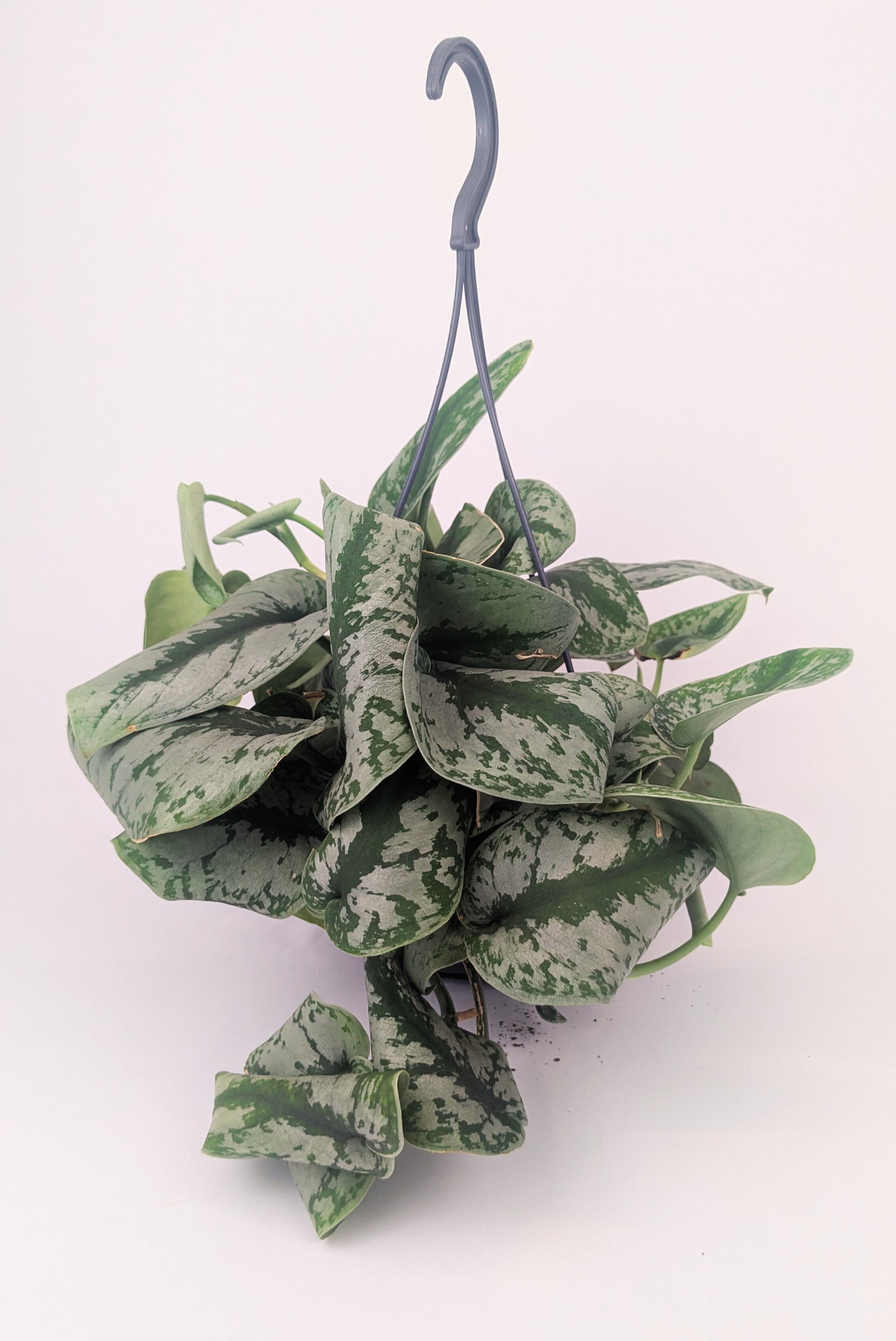 trebie pothos Epipremnum Scindapsus "Trebie" Exotica Pothos 14cm Hanging Pot Housepl – The Plant Emporium
