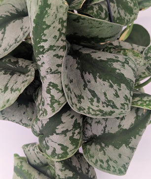 Epipremnum Scindapsus 