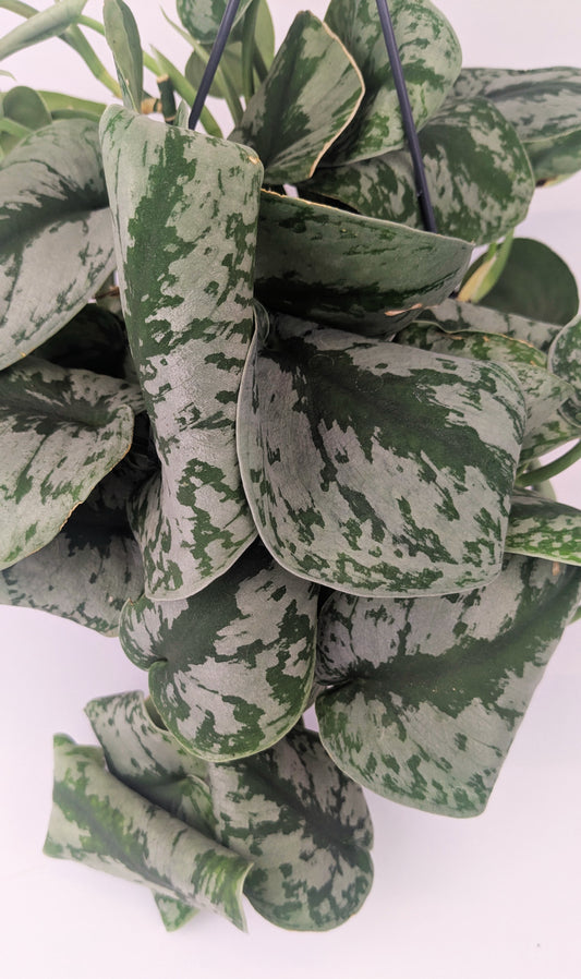 Epipremnum Scindapsus "Trebie" Exotica Pothos 14cm Hanging Pot Houseplant