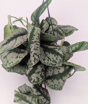 Epipremnum Scindapsus 