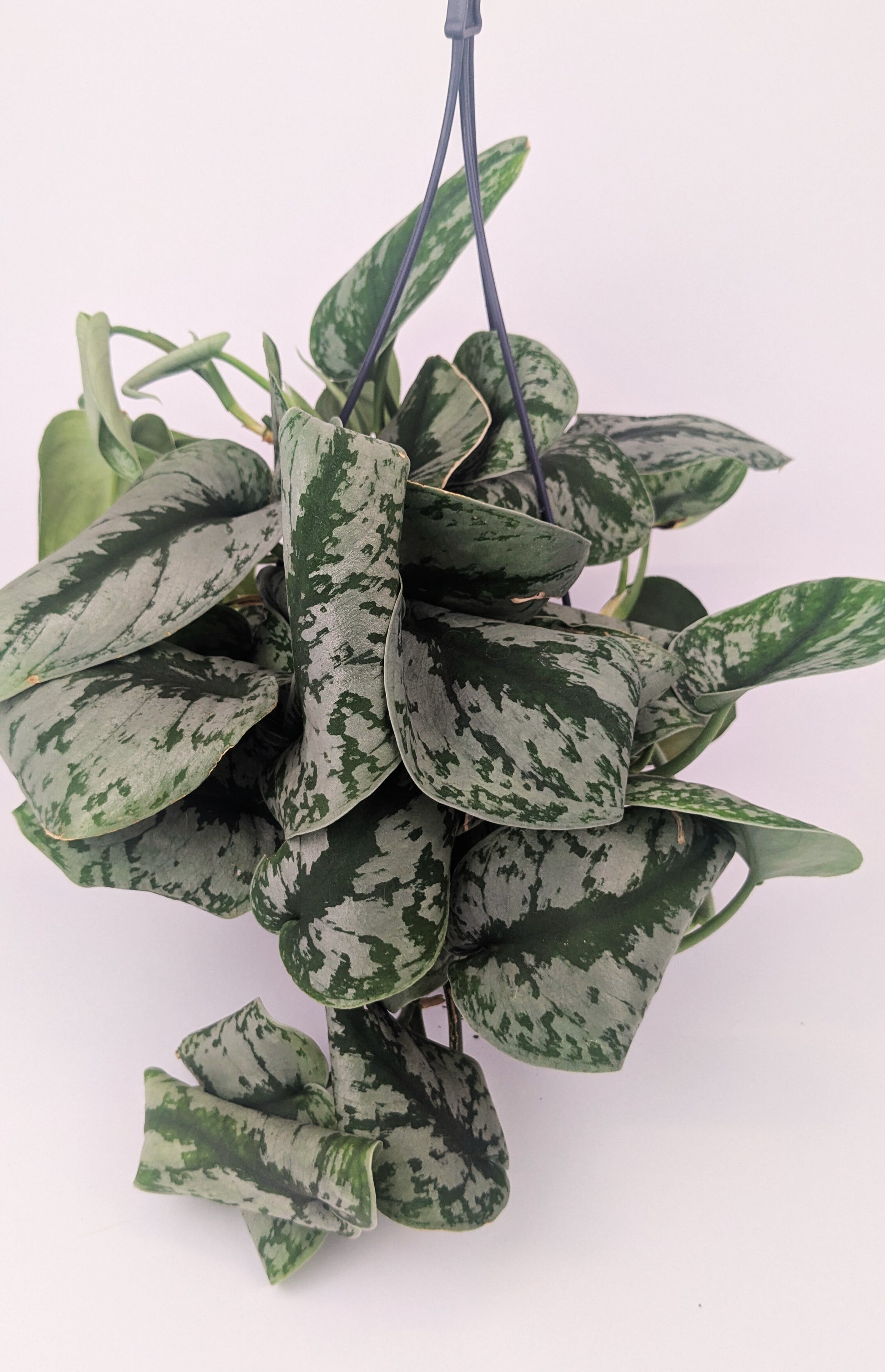 Epipremnum Scindapsus "Trebie" Exotica Pothos 14cm Hanging Pot Houseplant