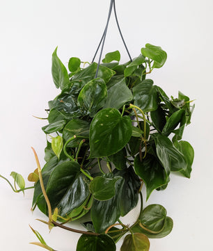 Philodendron Scandens Pothos 14cm Hanging Pot Houseplant