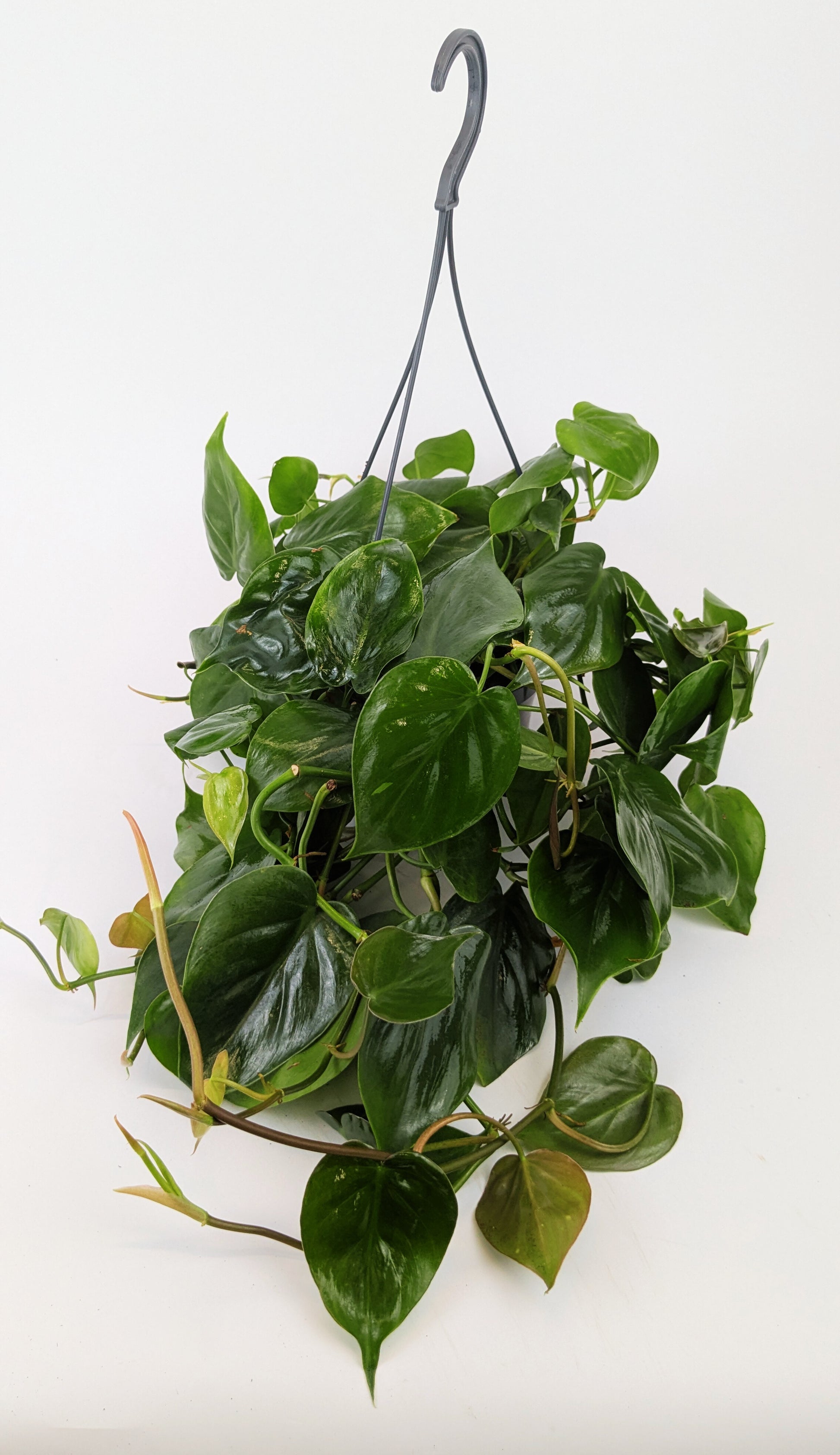 Philodendron Scandens Pothos 14cm Hanging Pot Houseplant