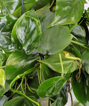 Philodendron Scandens Pothos 14cm Hanging Pot Houseplant