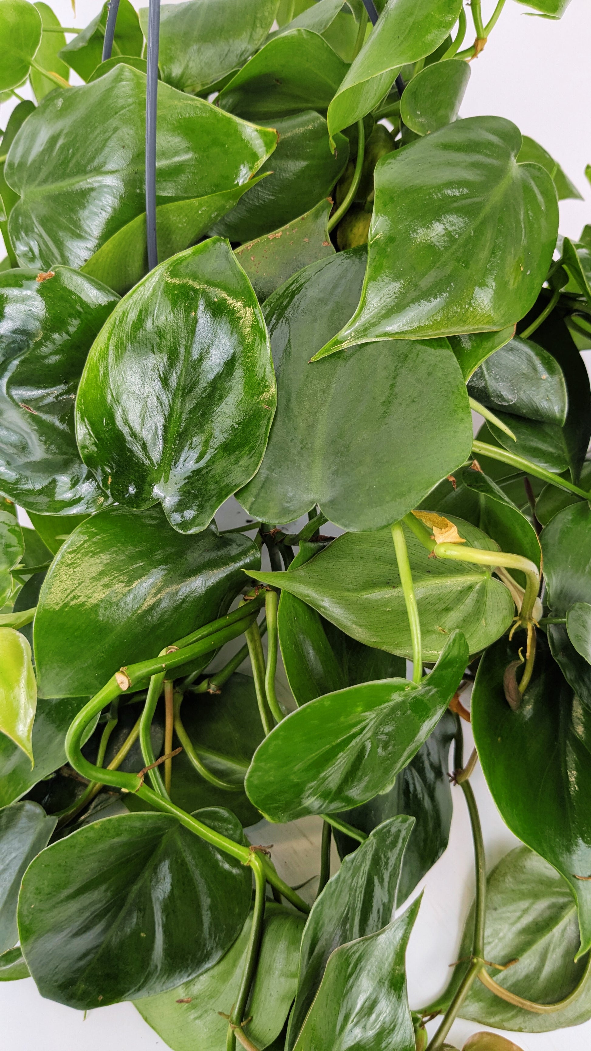 Philodendron Scandens Pothos 14cm Hanging Pot Houseplant