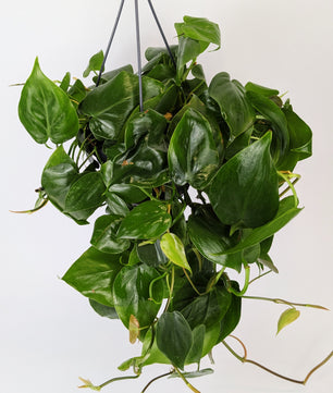Philodendron Scandens Pothos 14cm Hanging Pot Houseplant