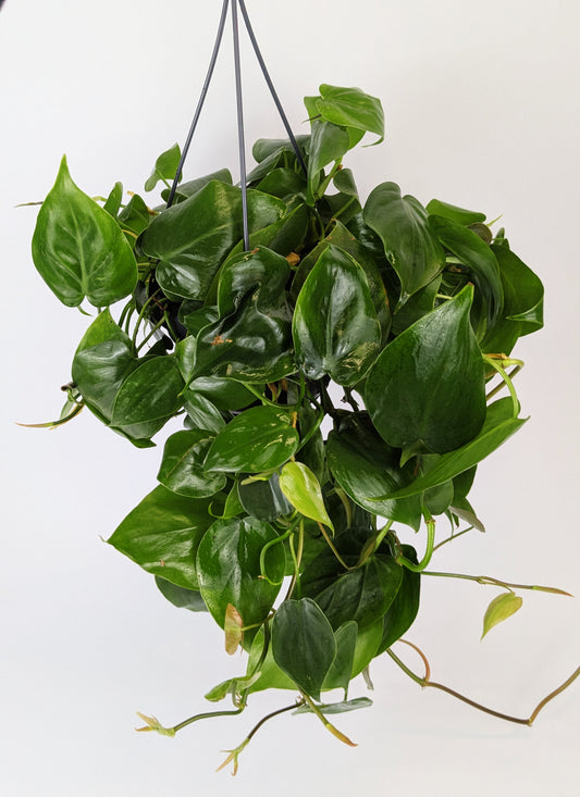 Philodendron Scandens Pothos 14cm Hanging Pot Houseplant