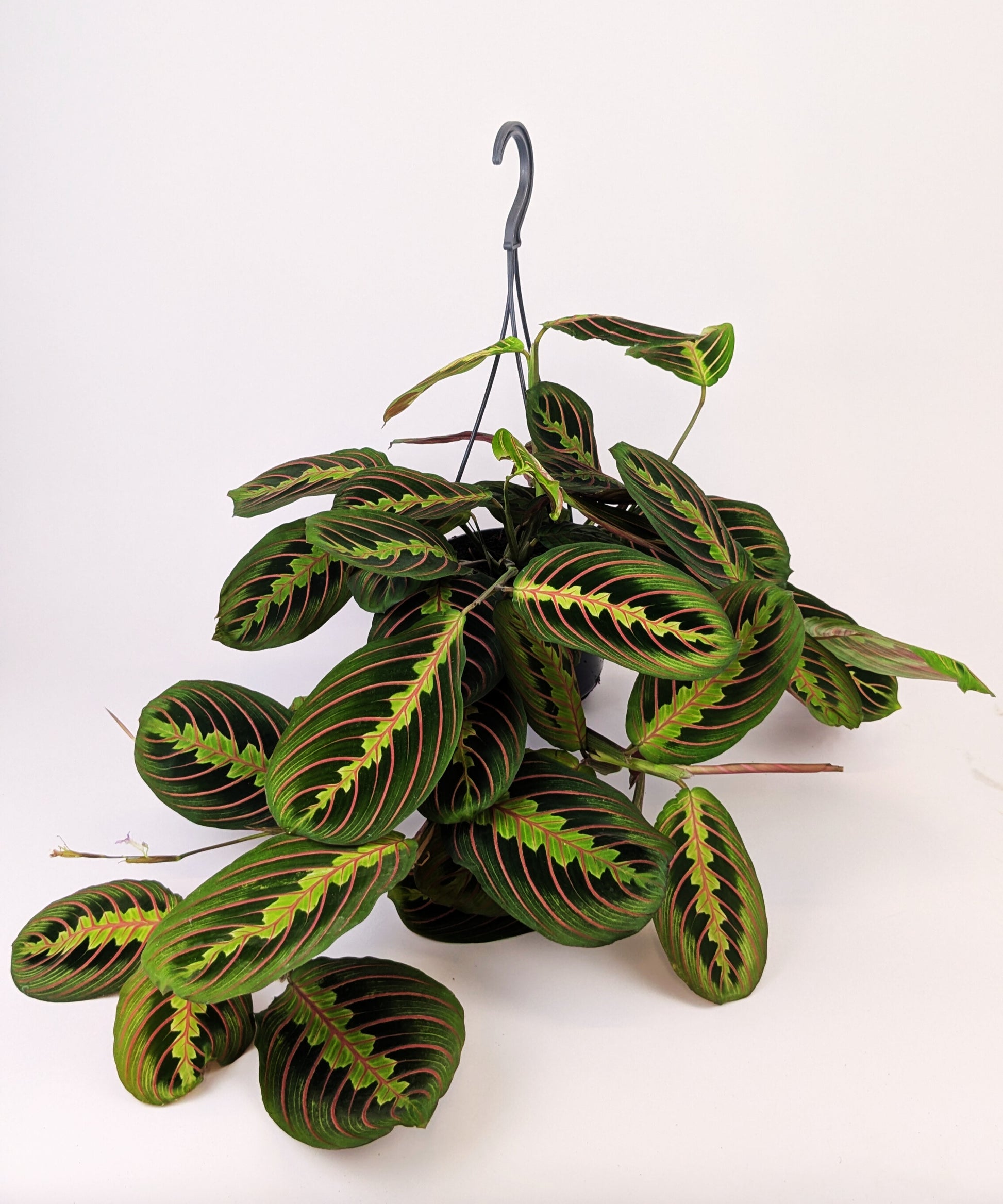 Maranta Fascinator 14cm Hanging Pot Houseplant 25cm