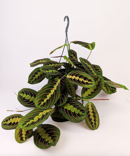 Maranta Fascinator 14cm Hanging Pot Houseplant 25cm