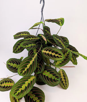 Maranta Fascinator 14cm Hanging Pot Houseplant 25cm