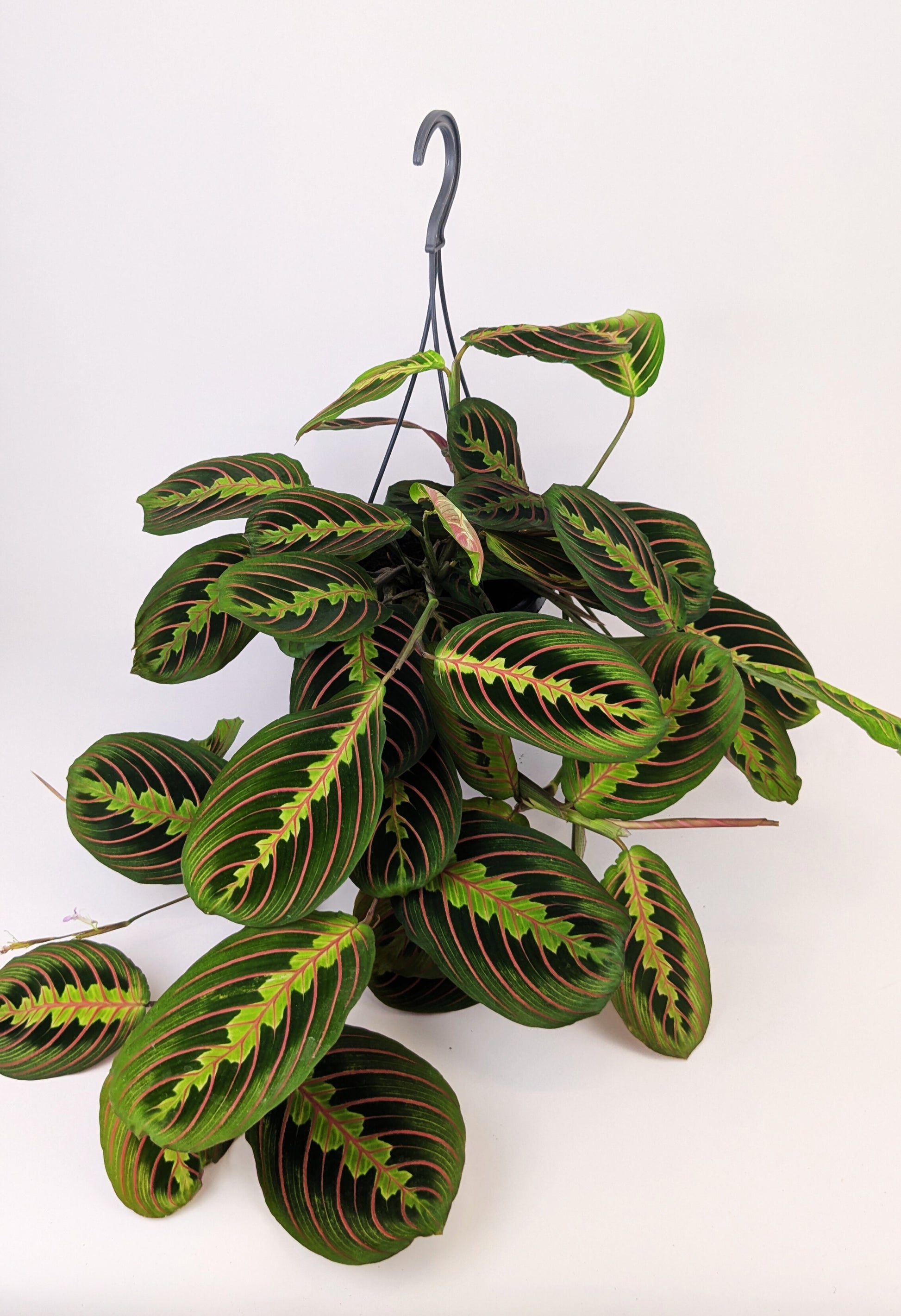 Maranta Fascinator 14cm Hanging Pot Houseplant 25cm