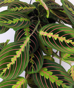 Maranta Fascinator 14cm Hanging Pot Houseplant 25cm