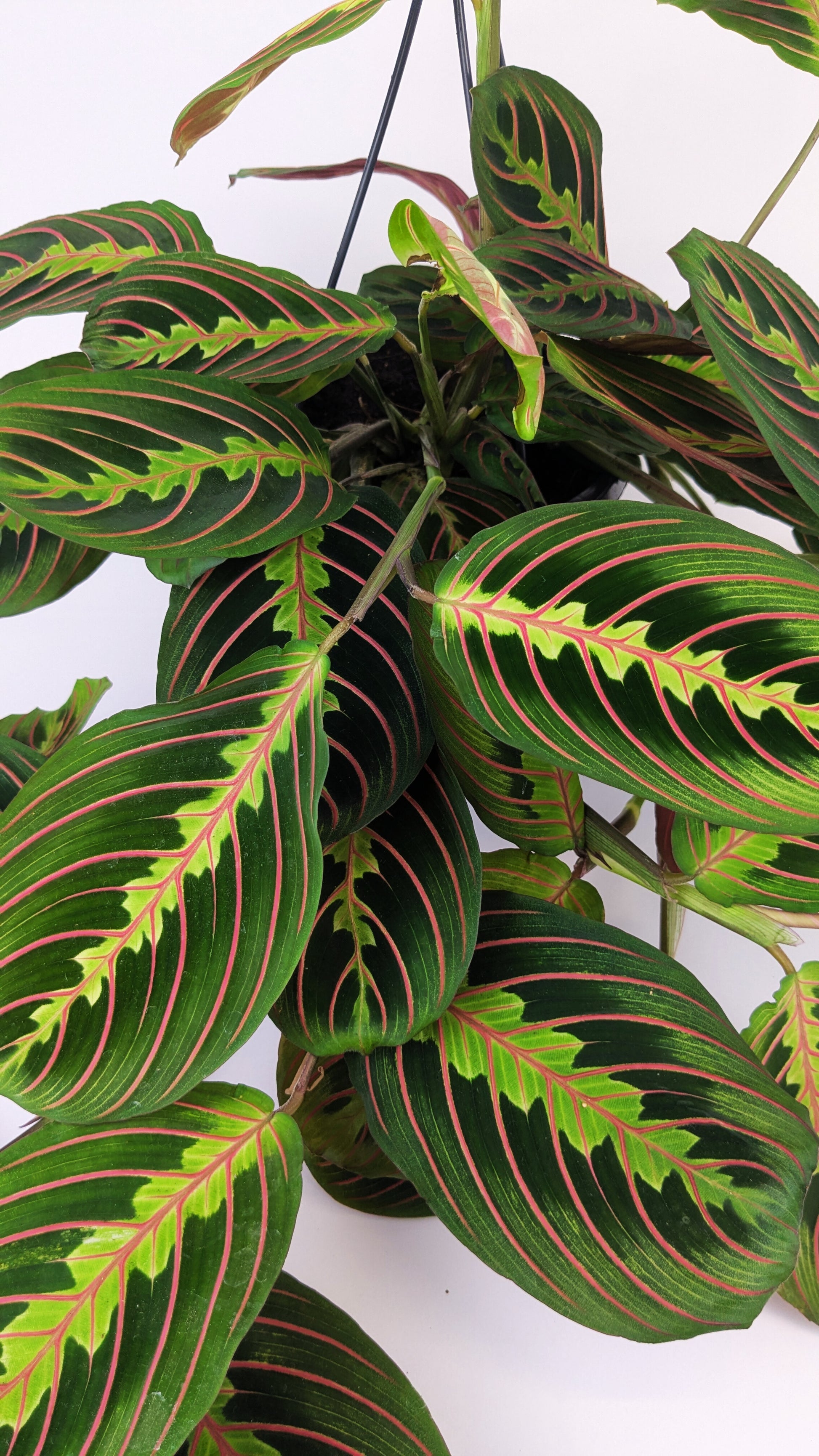 Maranta Fascinator 14cm Hanging Pot Houseplant 25cm