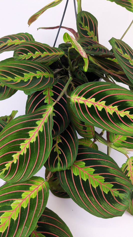 Maranta Fascinator 14cm Hanging Pot Houseplant 25cm