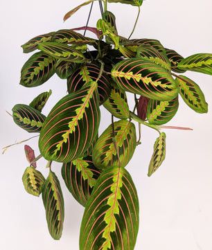 Maranta Fascinator 14cm Hanging Pot Houseplant 25cm