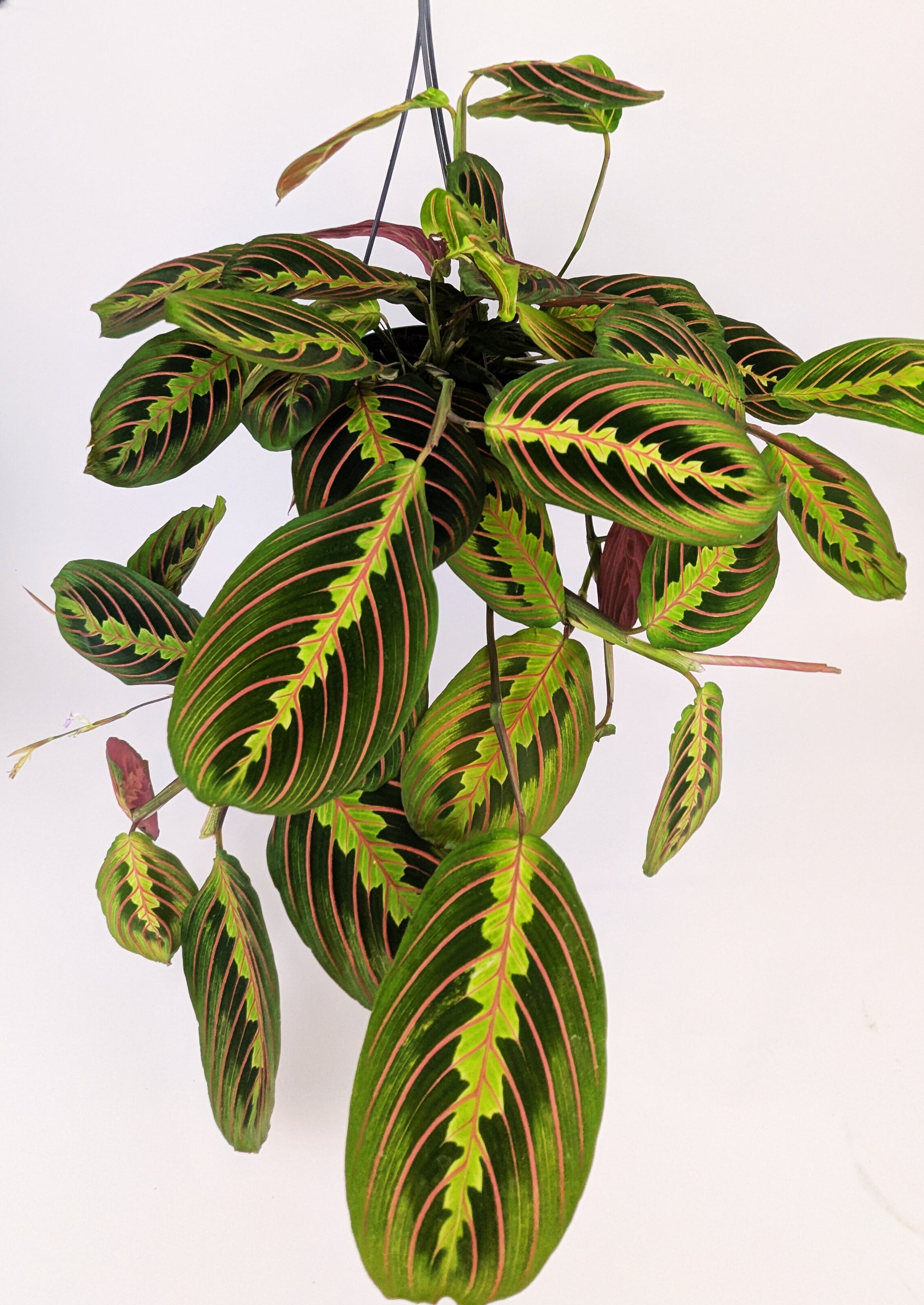 Maranta Fascinator 14cm Hanging Pot Houseplant 25cm