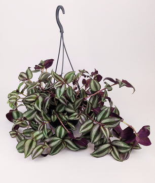 Tradescantia Zebrina Violet Hill Houseplant 14cm Hanging Pot