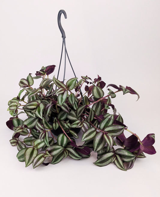 Tradescantia Zebrina Violet Hill Houseplant 14cm Hanging Pot