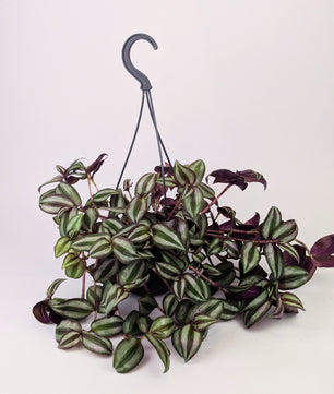 Tradescantia Zebrina Violet Hill Houseplant 14cm Hanging Pot