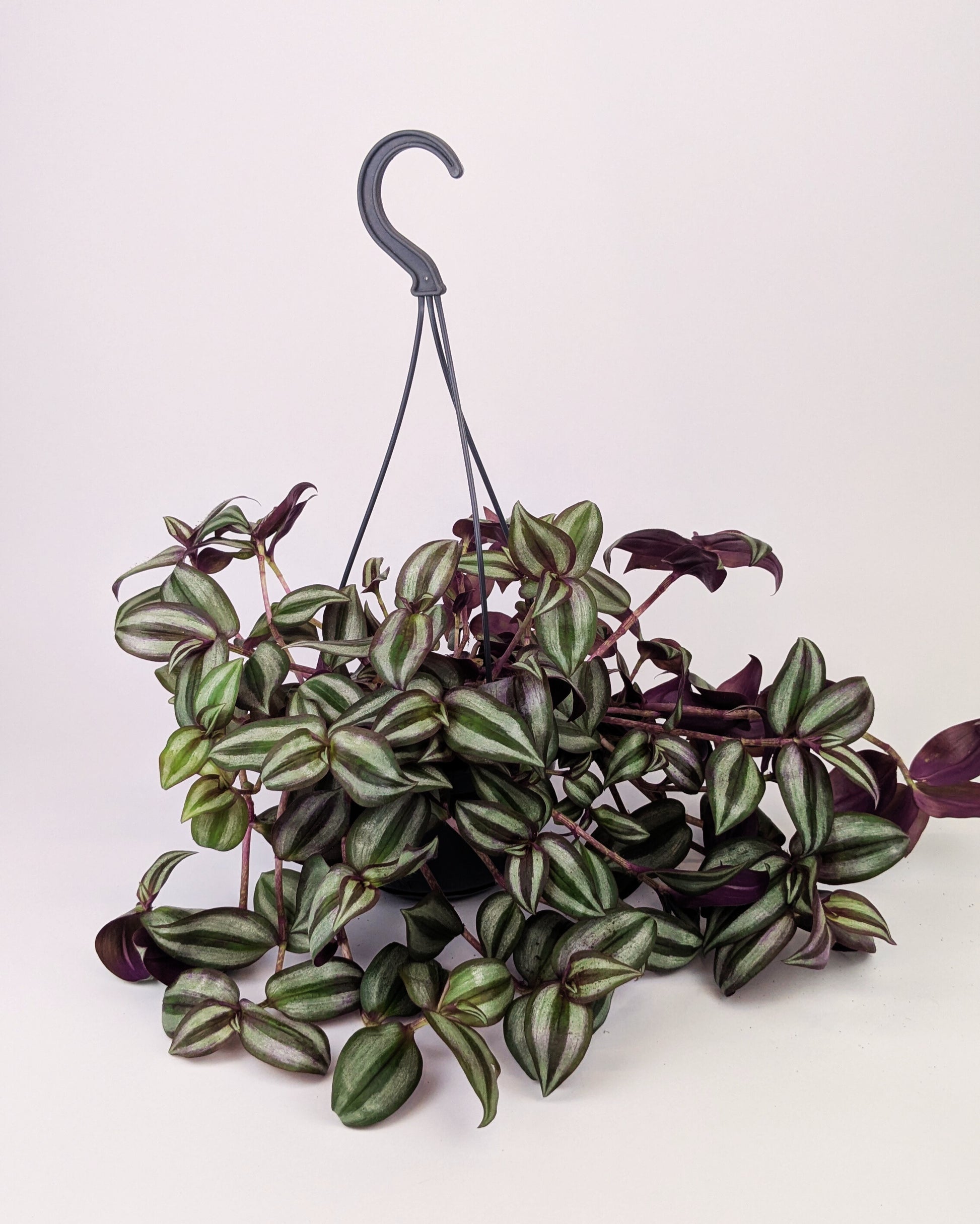 Tradescantia Zebrina Violet Hill Houseplant 14cm Hanging Pot