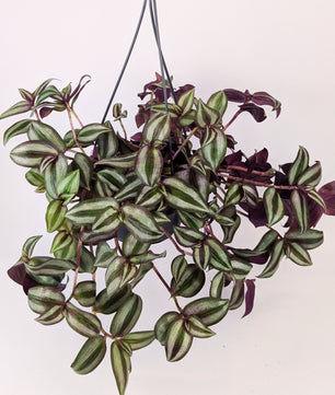 Tradescantia Zebrina Violet Hill Houseplant 14cm Hanging Pot