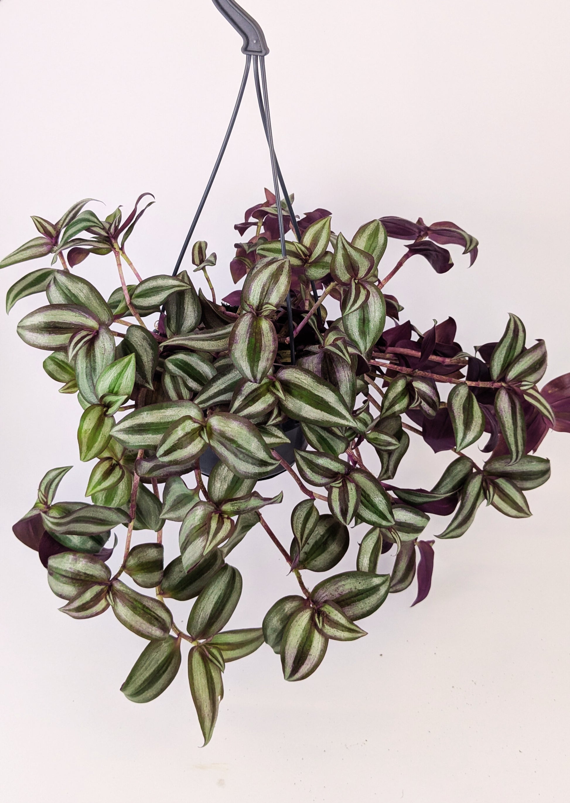 Tradescantia Zebrina Violet Hill Houseplant 14cm Hanging Pot