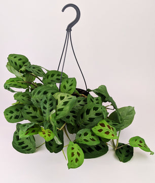 Maranta Leuconeura Kerchoveana 14cm Hanging Pot Houseplant