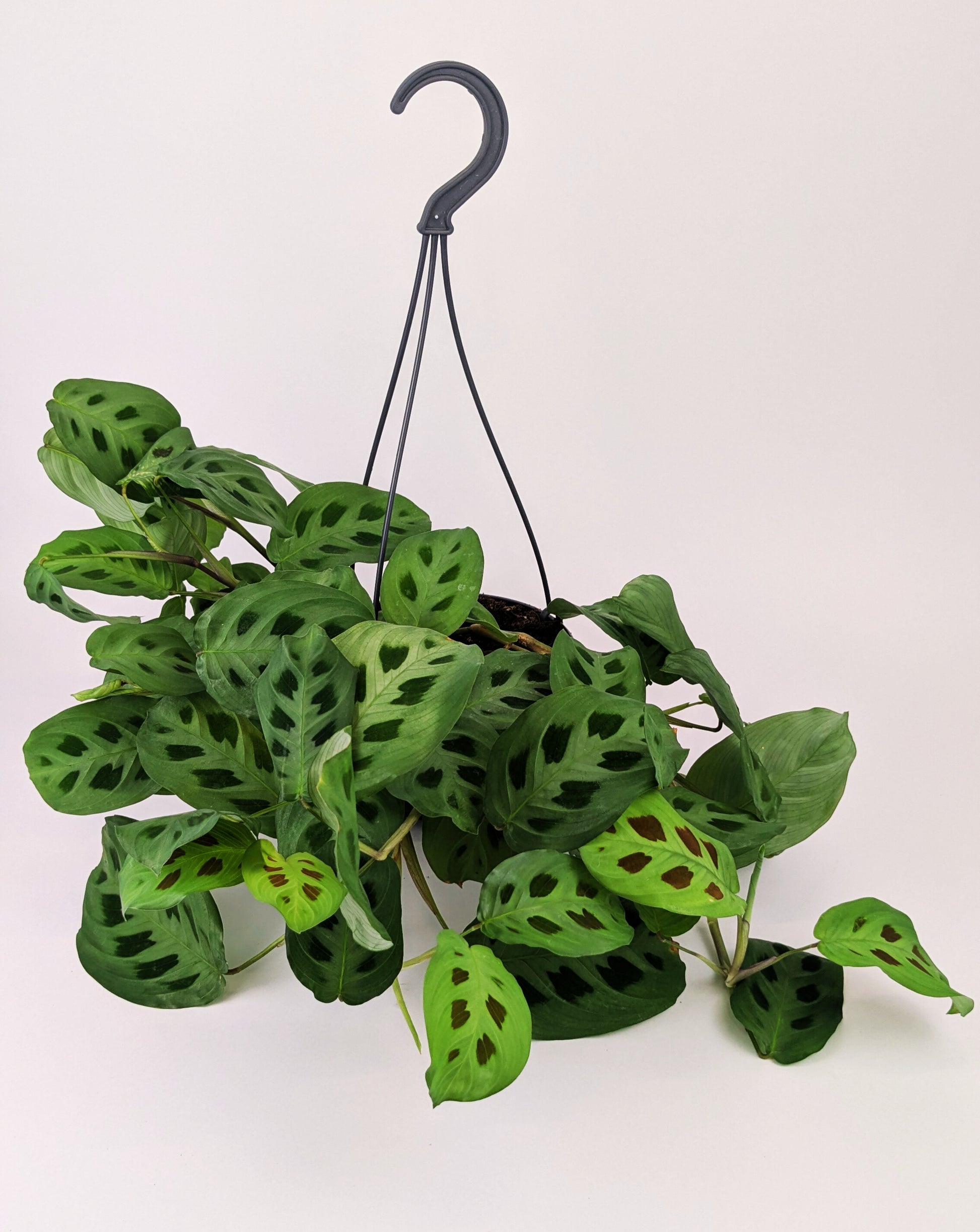 Maranta Leuconeura Kerchoveana 14cm Hanging Pot Houseplant