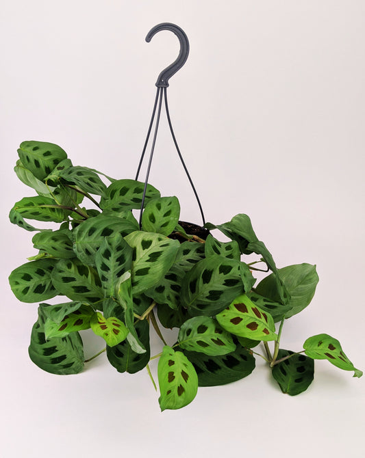 Maranta Leuconeura Kerchoveana 14cm Hanging Pot Houseplant