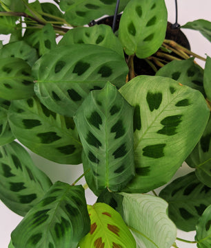 Maranta Leuconeura Kerchoveana 14cm Hanging Pot Houseplant