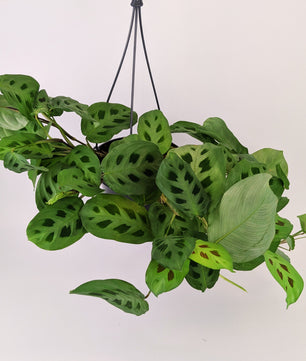 Maranta Leuconeura Kerchoveana 14cm Hanging Pot Houseplant