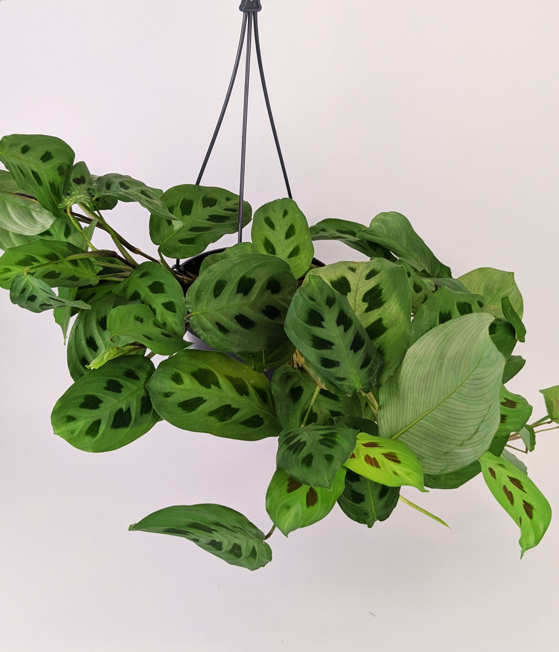 Maranta Leuconeura Kerchoveana 14cm Hanging Pot Houseplant