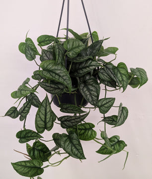 Monstera Siltepecana 14cm Hanging Pot Houseplant